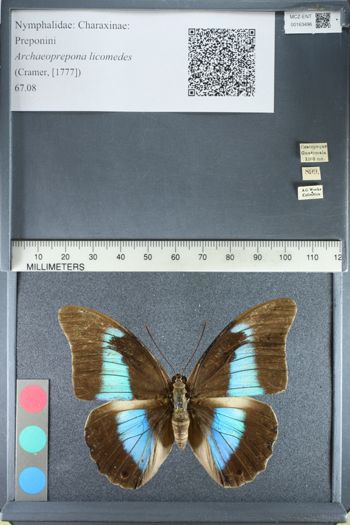 Media type: image;   Entomology 163496